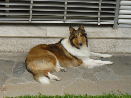 Bueno esa es Sol.. mi perra..es de raza Collie!

O como le dice mucha gente Lassie